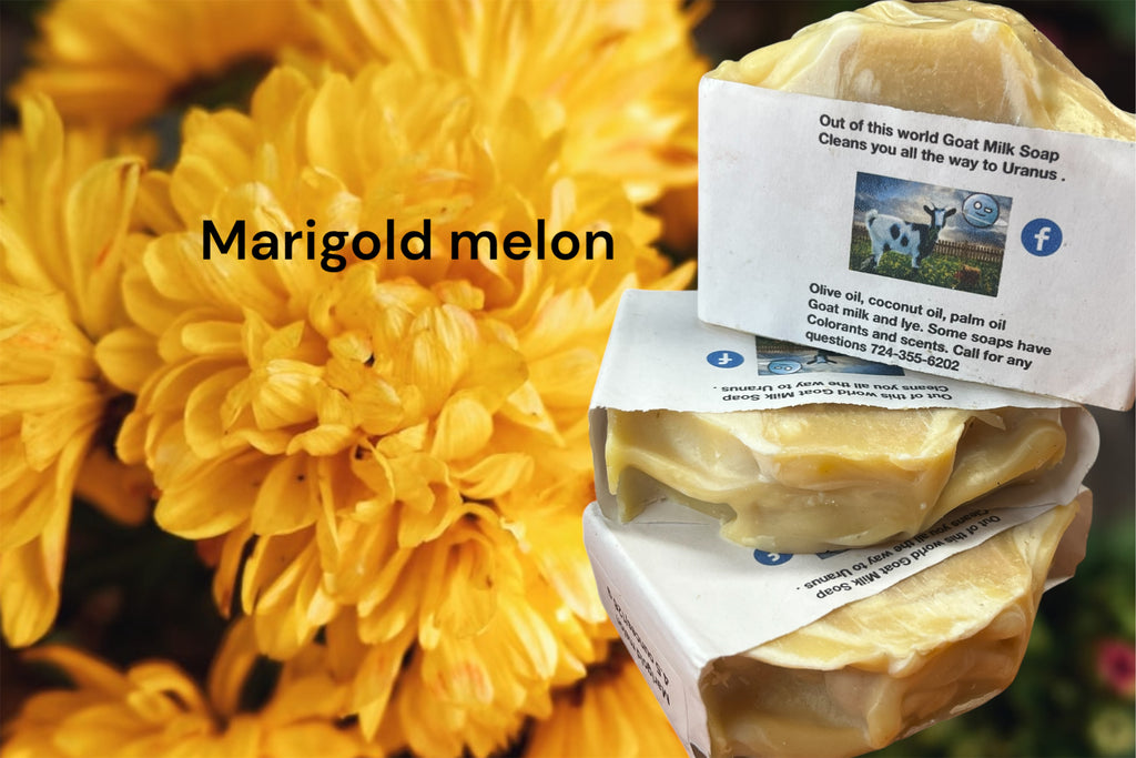 Marigold-Melon